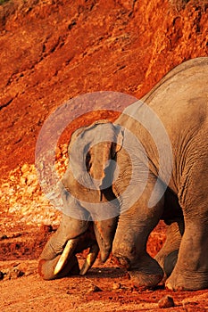 A little Asian Elephant feeding on salt lick