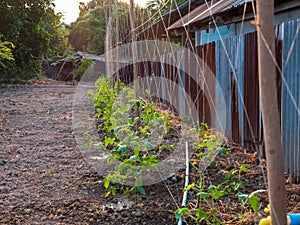 Little Asparagus bean, yardlong or Chinese long bean on house fence.