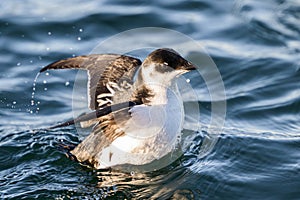 Little auk (Alle alle)