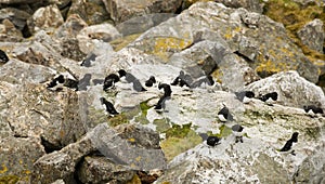 Little Auk, Kleine Alk, Alle alle