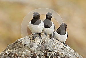 Little Auk, Kleine Alk, Alle alle