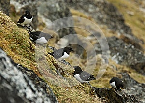 Little Auk, Kleine Alk, Alle alle