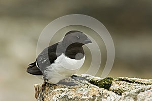 Little Auk, Kleine Alk, Alle alle