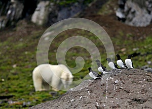 Little Auks and polar bear