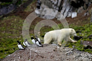 Little Auks and polar bear