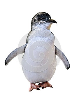 Little Australian Penguin