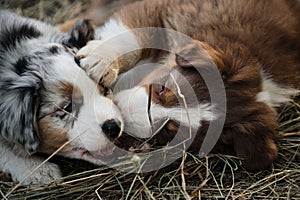 Little Australian Shepherd puppies have fun outside in countryside. Shepherd kennel. Aussie blue merle and red tricolor gnaw yummy