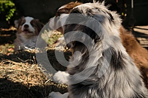 Little Australian Shepherd puppies have fun outside in countryside. Shepherd kennel. Three littermates aussie red tricolor and