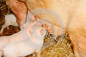 Little babe pigs in feeding time