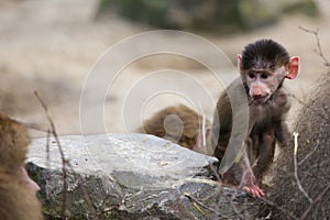 Little baboon