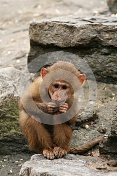 Little baboon monkey eating