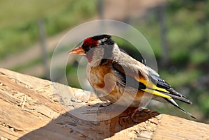 Little baby bird goldfinch with yellow feathering