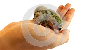 Little baby bird on human hand photo