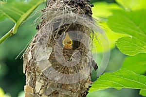 Little baby birds in bird`s nest waiting for food