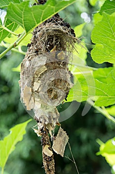 Little baby birds in bird`s nest waiting for food