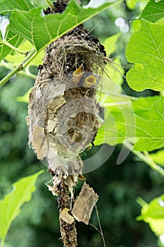 Little baby birds in bird`s nest waiting for food from the mothe