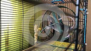 Little baby of blue-gray rat Dumbo runs in wheel, in cage. Concept for pets, animal health, activities for rodents living in cage