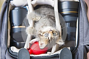 Little baby cat in camera bag