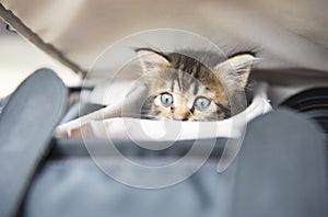 Little baby cat in camera bag