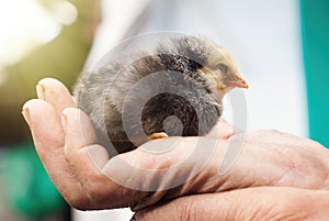 Little baby Chick in Man`s Hands