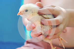 Little baby Chicks in Child`s Hands