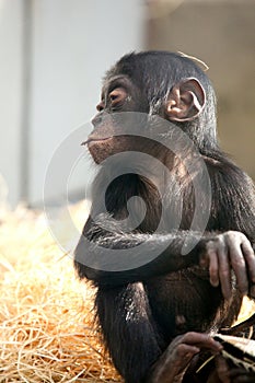 Little baby chimpanzee monkey sits with sad expression looking at camera.