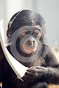 Little baby chimpanzee monkey sits with sad expression looking at camera.