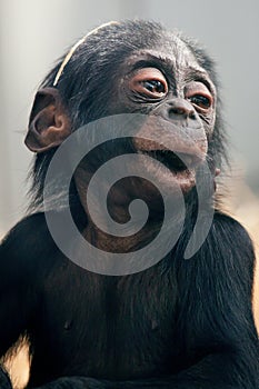 Little baby chimpanzee monkey sits with sad expression looking at camera.