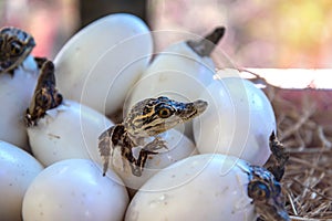 Little baby crocodiles