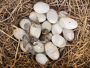 Little baby crocodiles are hatching from eggs.