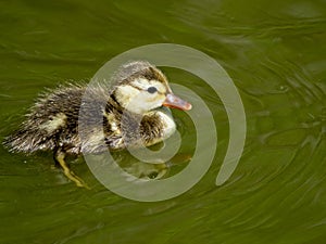 Little baby duck alone in the water