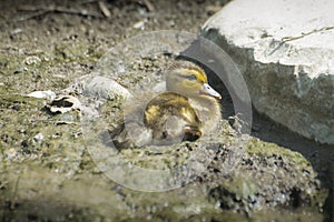 Little baby duck on ground