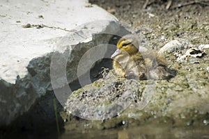 Little baby duck on ground