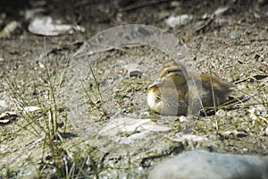 Little baby duck on ground