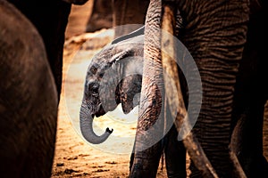 Little baby elephant in Africa. Kenya's savannah and steppe with the elephants in Tsavo National Park