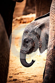 Little baby elephant in Africa. Kenya's savannah and steppe with the elephants in Tsavo National Park