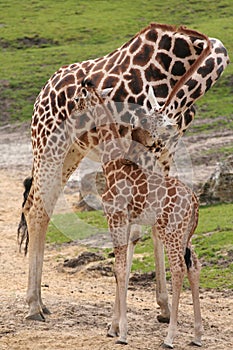 Little baby giraffe and mother