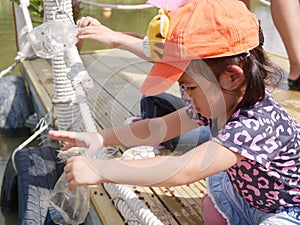 Little baby girl, 2 years old, enjoys feeding fishes in the water with dry pallet food