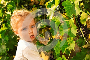 Little baby girl picks grapes harvest in the summer time at sunset. Portrait of a beautiful white child girl 3 years old curly