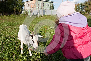 Little baby girl playing with the young goat at village