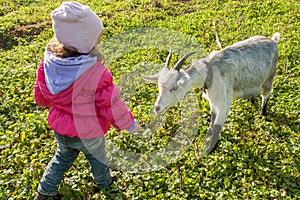 Little baby girl playing with the young goat at village