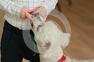 A little baby gives a small white dog a treat