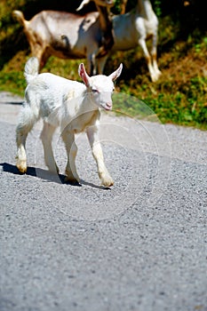 Little baby goat with goat herd walking on the mountain road.