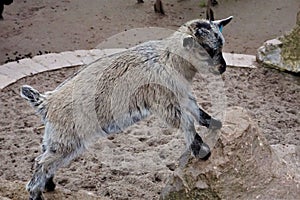 Little baby goat standing on rock