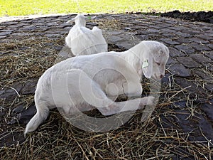 Little baby goats, resting outside.