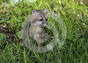 Little baby Gray Fox hides in green grass.