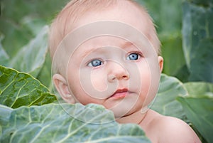 Little baby in green cabbage leaves