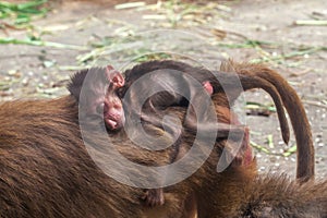 Little baby of hamadryas baboon sleeping on back his mother monkey