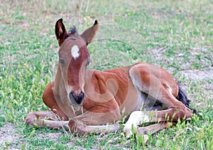 Little baby horse lying on a fresh green grass