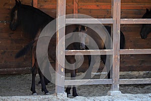 Little baby horse with mom